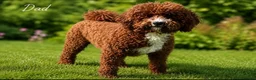 Miniature Poodle dogs for sale: 🤎 BEAUTIFUL CHOCOLATE MINIATURE POODLE BOYS 🤎 - Advert 6