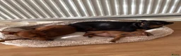 Miniature Pinscher dogs for sale: Miniature Pinscher Girl Puppy Last One Available🐶 - Advert 9