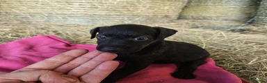 Patterdale Terrier 6 - Faye 