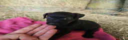 Patterdale Terrier dogs for sale: Patterdale Terriers  - Advert 23