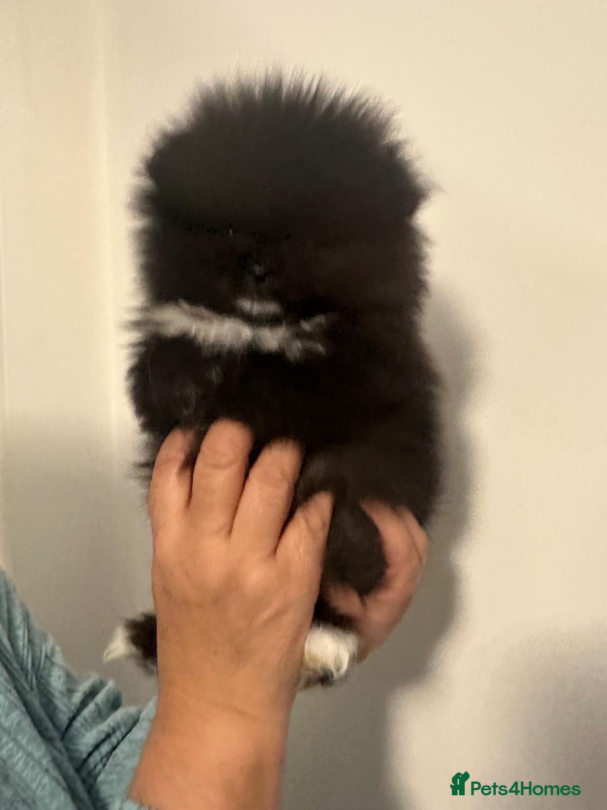 Pomeranian dogs Pomeranian puppies  - Advert 13