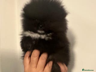 Pomeranian dogs Pomeranian puppies - Advert 9