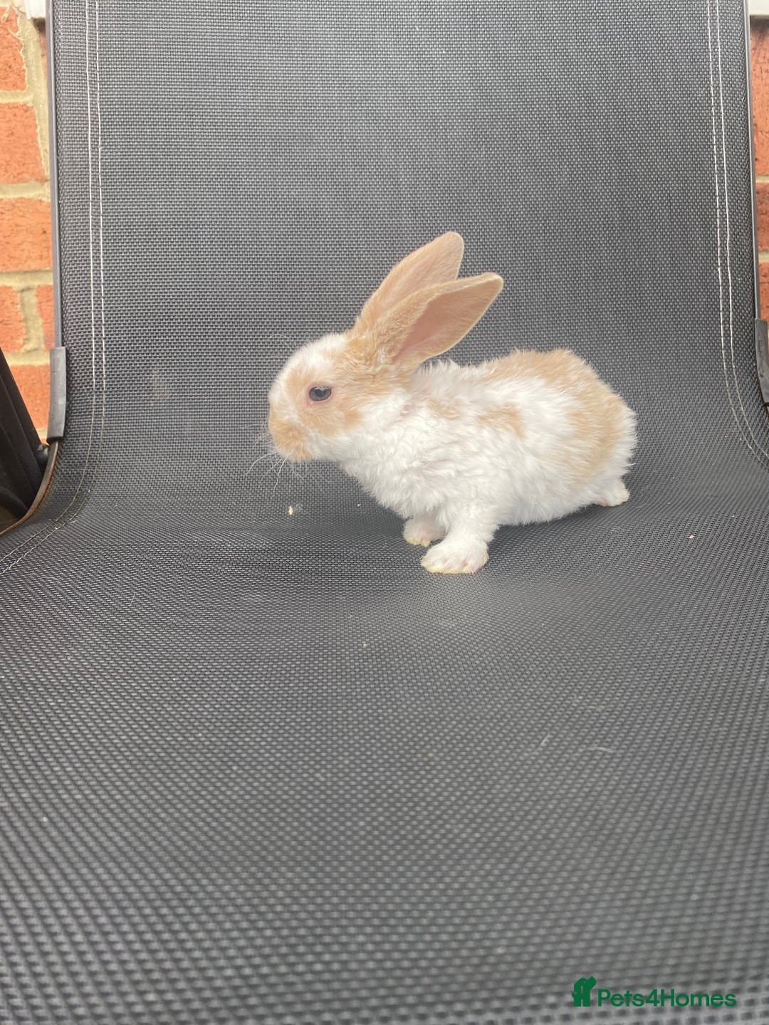 French Lop rabbits for sale: Baby lops  - Image 18