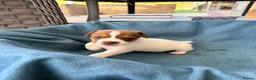 Jack Russell dogs for sale: Beautiful Jack Russell pups, petite, smooth coat.  - Advert 35
