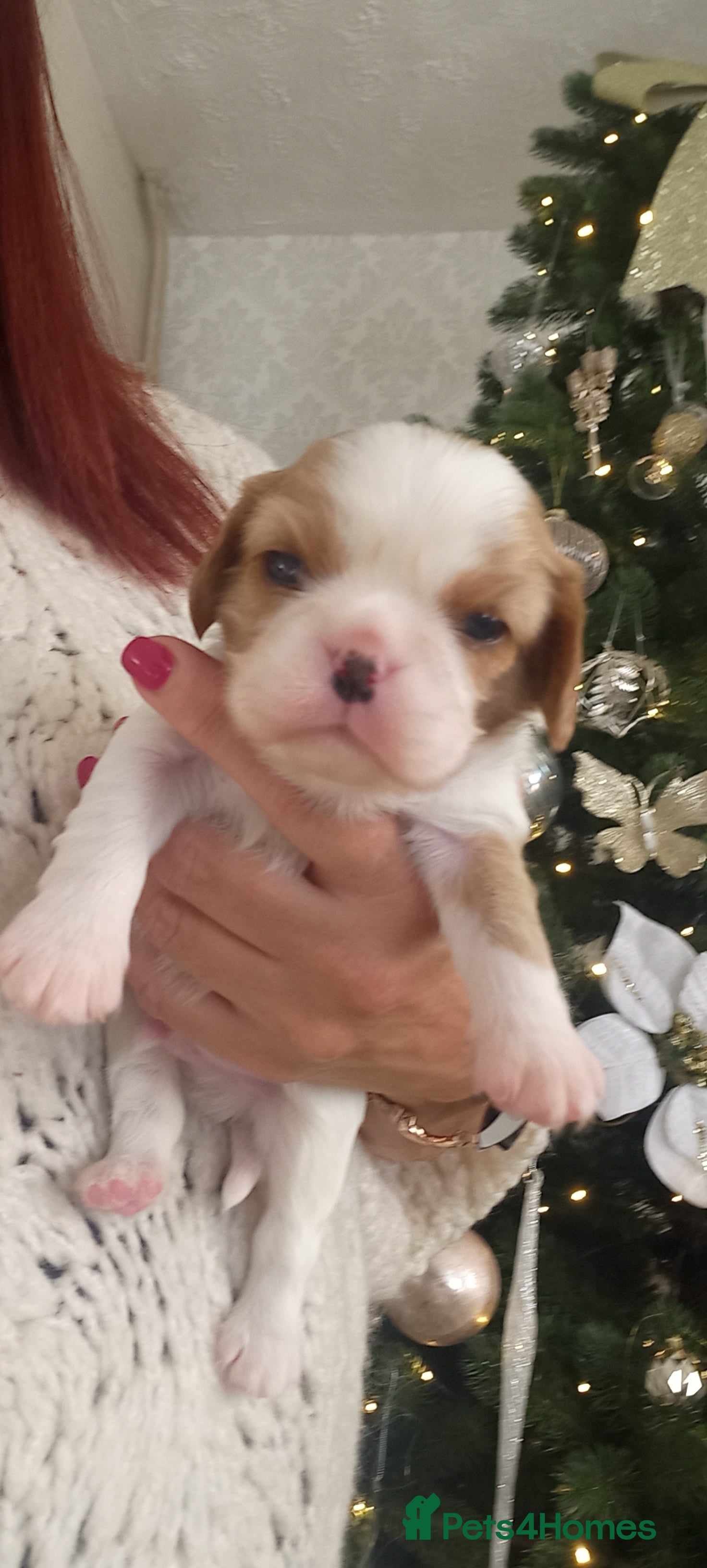 Cavalier King Charles Spaniel dogs STUNNING CAVALIER KING CHARLES SPANIEL PUPPIES *** - Advert 18