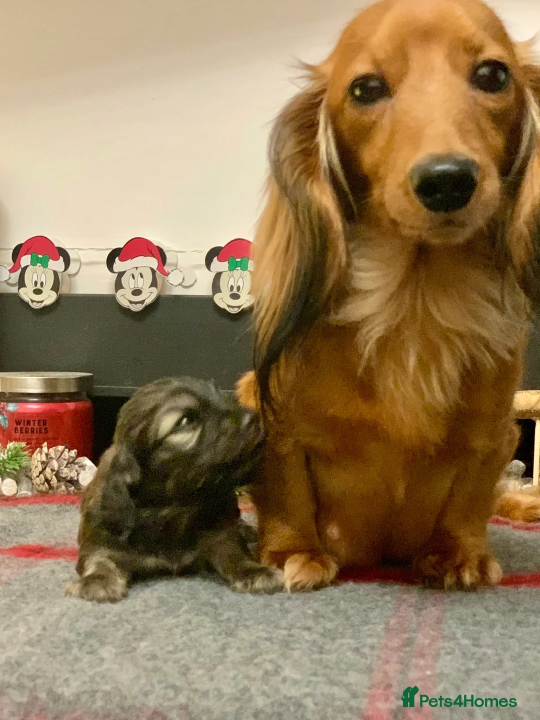 Miniature Dachshund dogs for sale: KC Registered true to type Longhaired mini’s - Advert 9