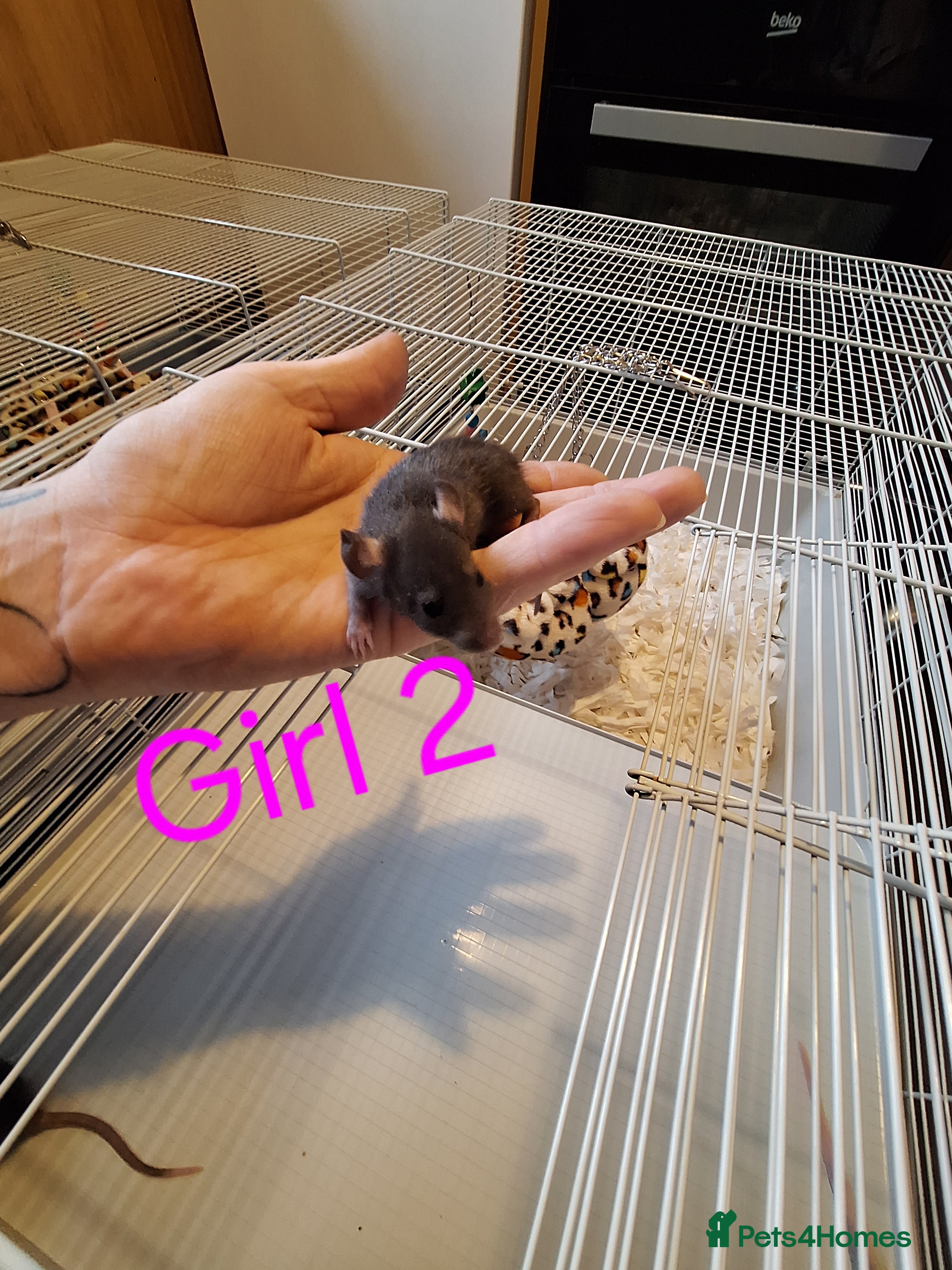 Rat rodents Baby female fancy rats  - Advert 2