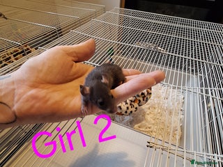 Rat rodents Baby female fancy rats - Advert 1