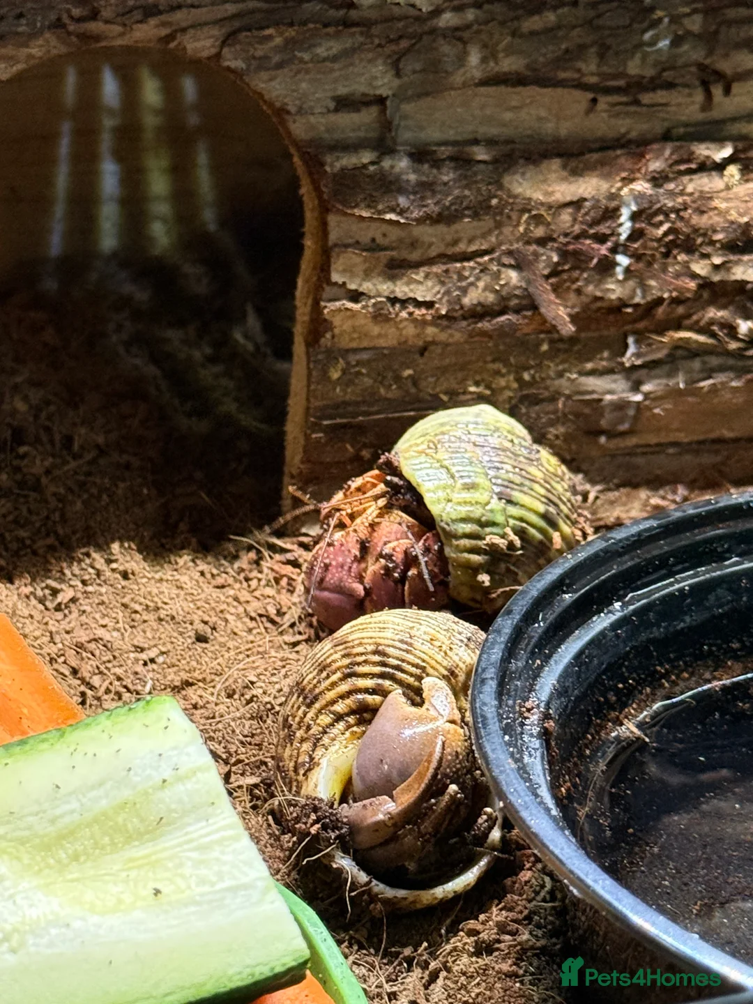 Crabs invertebrates for sale: 3 hermit crabs and set up for sale  - Advert 4