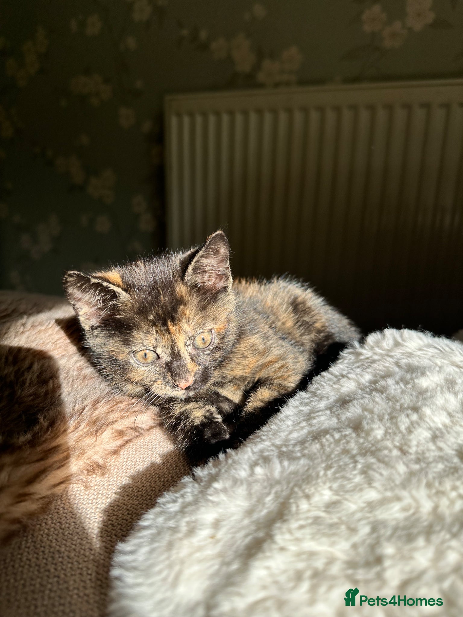 Mixed Breed cats Mixed‑Breed British Shorthair Kittens! 🐾 - Advert 13