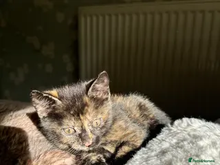 Mixed Breed cats Mixed‑Breed British Shorthair Kittens! 🐾 - Advert 1