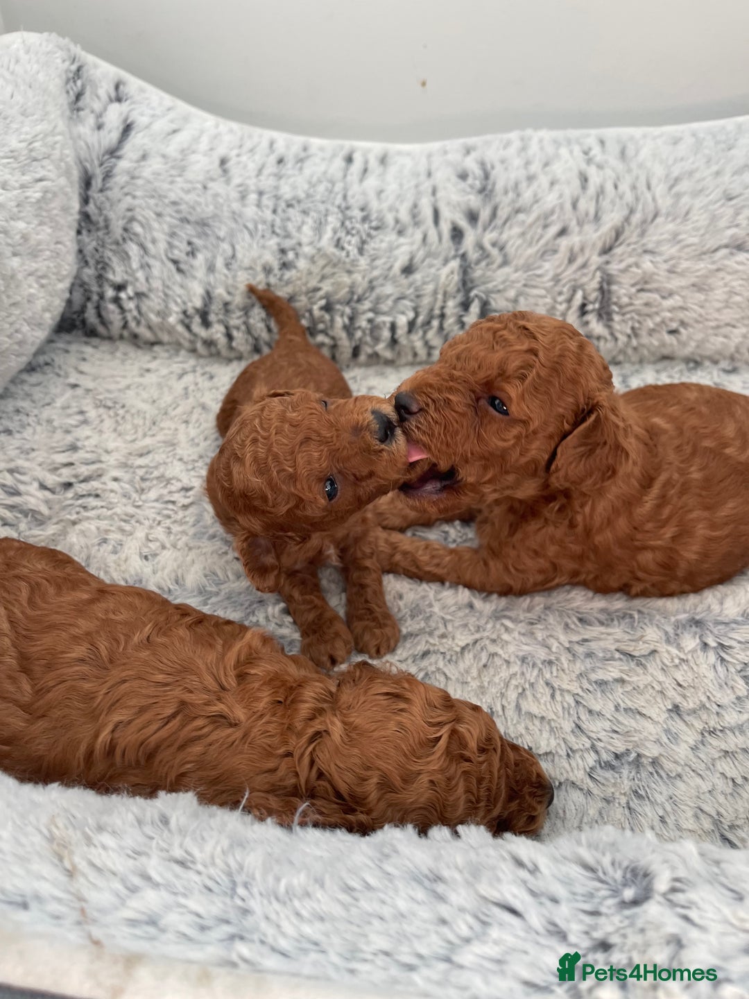 Toy Poodle dogs for sale: Pocket-Sized Love&Personality: Meet Our Toy Poodle - Image 9
