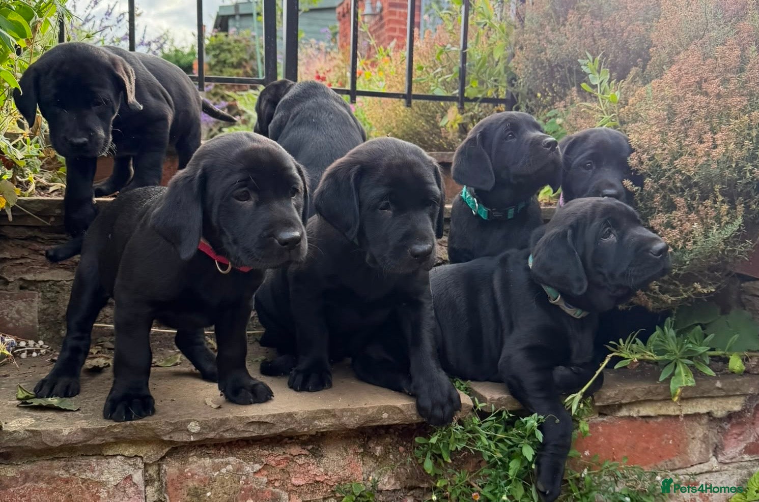 Labrador Retriever dogs KC Reg, FtCh, Bold and Confident Black Lab pup - Advert 2