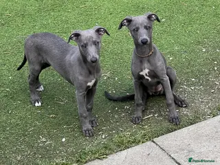 Whippet dogs Whippets - Advert 15