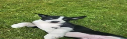 Borador dogs for sale: Gorgeous Labrador cross Border Collie Pups  - Advert 1