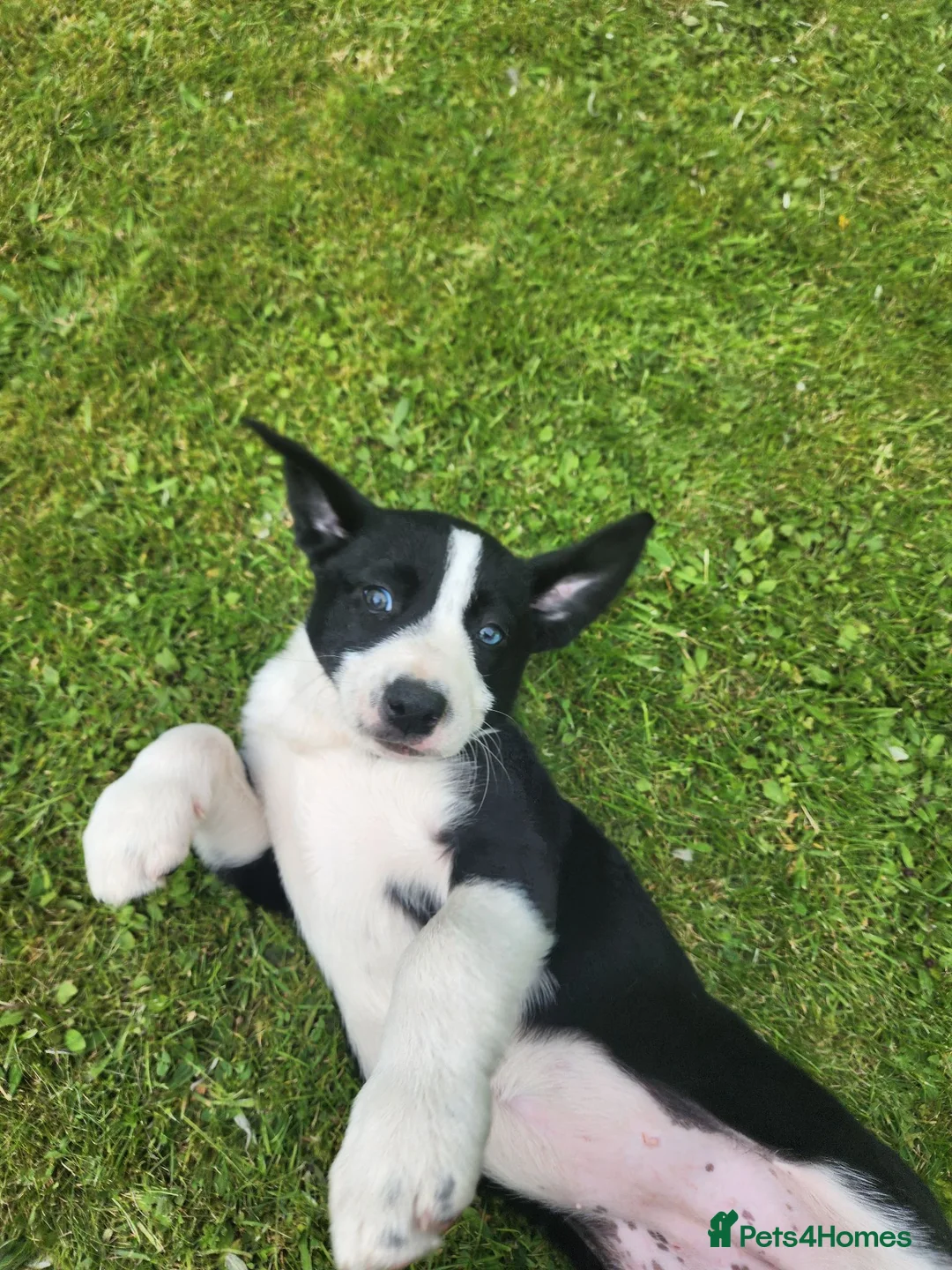 Borador dogs for sale: Gorgeous Labrador cross Border Collie Pups  - Advert 1