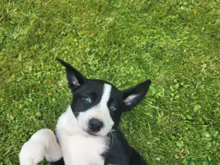 Borador dogs Gorgeous Labrador cross Border Collie Pups - Advert 4