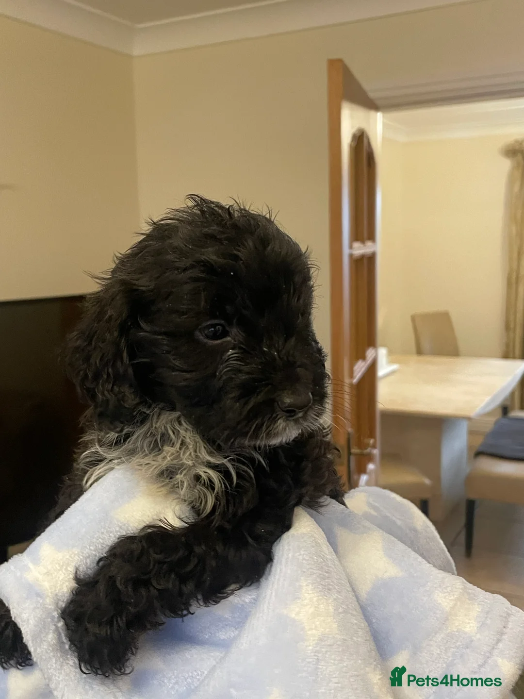 Cockapoo dogs for sale:  Cockapoo Puppies Ready for Loving Homes  - Advert 30