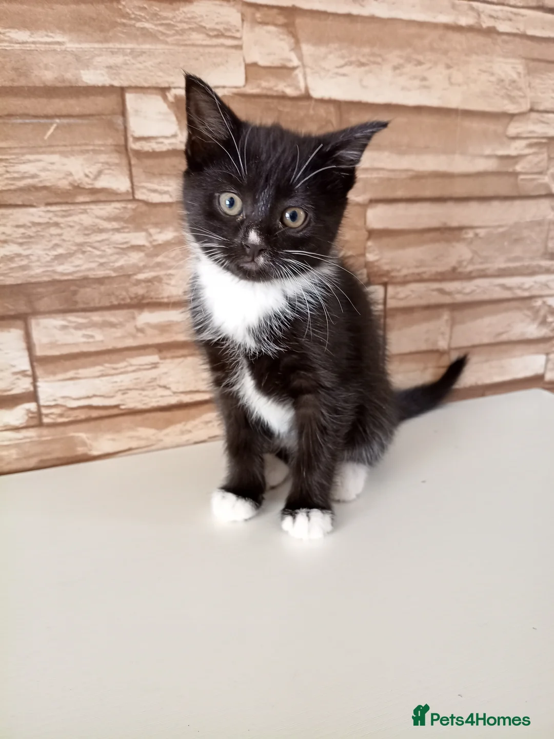 Mixed Breed cats for sale: Kittens  - Advert 1