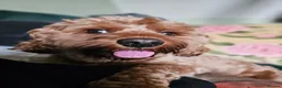 Cavapoo dogs for sale: F1 Cavapoo Deep Apricot (red/ruby) Boy for sale - Advert 9