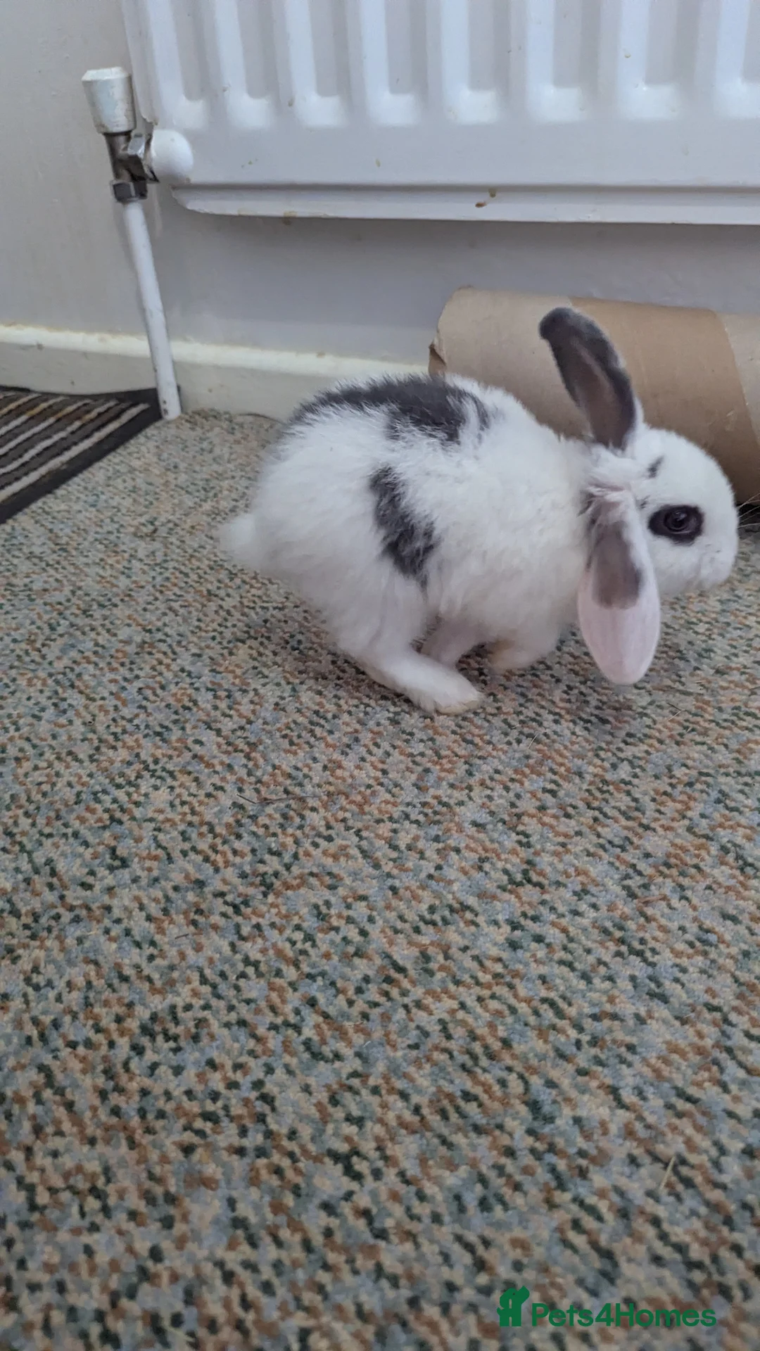 Mixed Breed rabbits for sale: 2 X Baby Rabbits (Lop) in Southampton - Advert 7