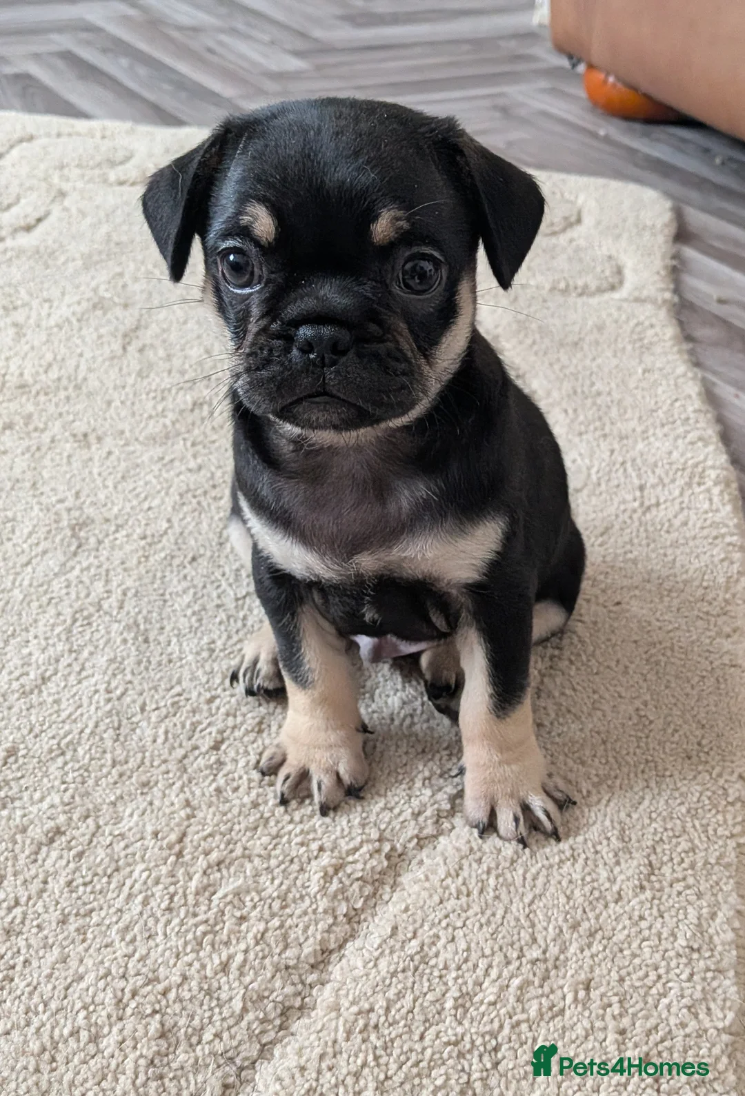 Frug dogs for sale: Stunning Frug Male Puppy - Advert 1