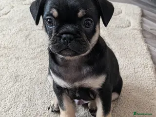 Frug dogs Stunning Frug Male Puppy - Advert 1