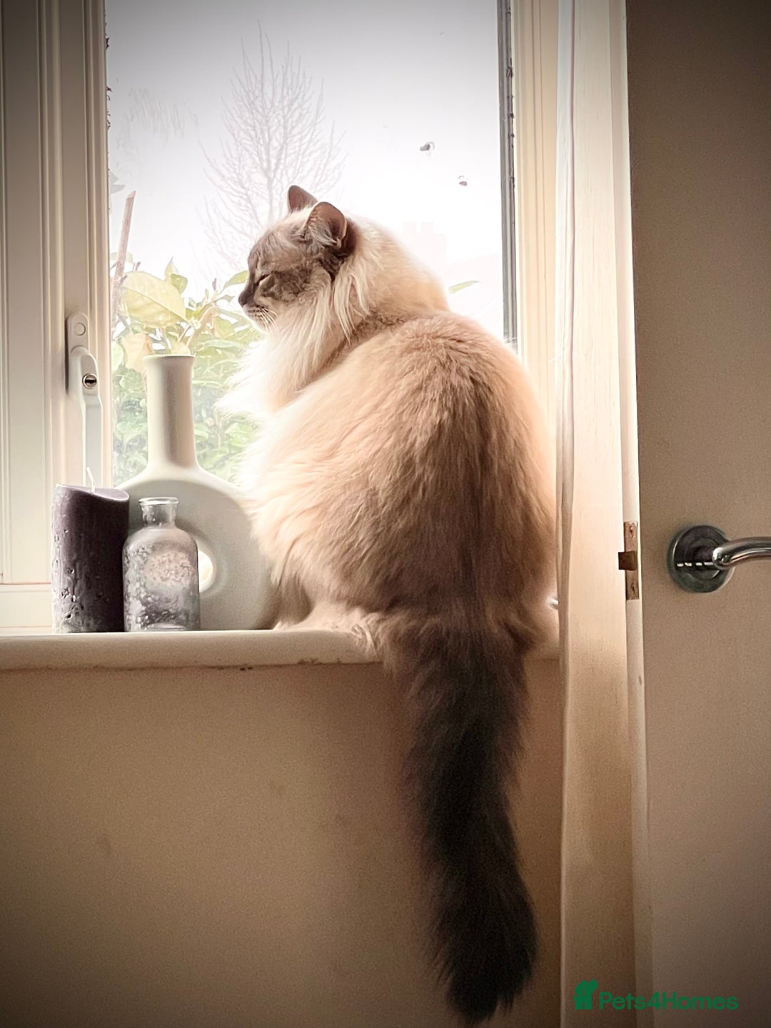 Ragdoll cats for stud: GCCF blue tabby stud Chocolate Carrier in Swindon - Advert 4