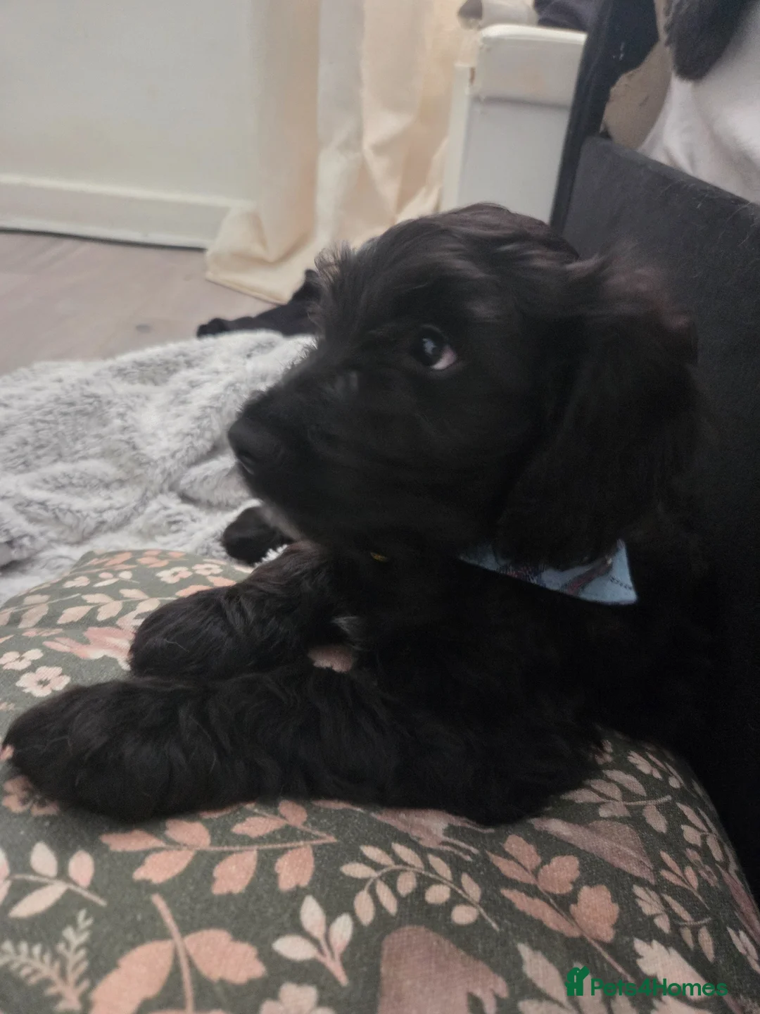 Mixed Breed dogs for sale: Golden Retriever x Cockapoo puppy - Advert 5