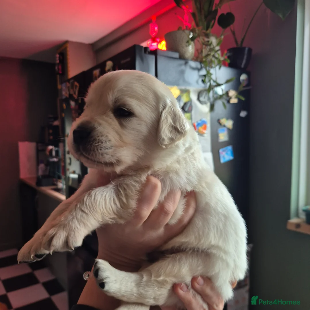 Golden Retriever dogs for sale: 8 beautiful GR  - Advert 15