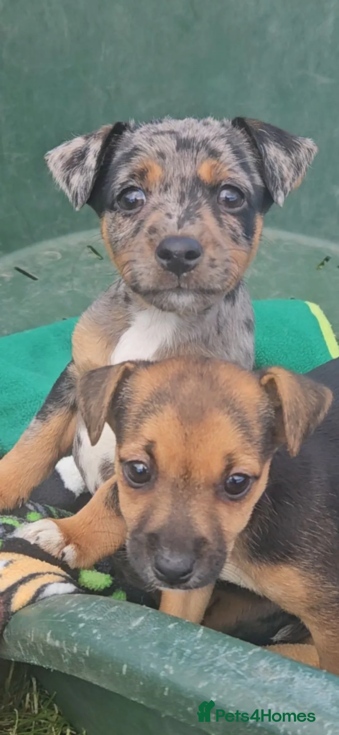 Jack Russell dogs for sale: JACK RUSSELL PUPPIES - Advert 2