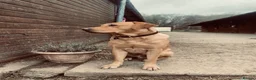 Mixed Breed dogs for sale: Beautiful cockapoo x Labrador puppies in Bridgnorth - Advert 3