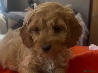 Cockapoo dogs Reduced Cockapoo puppies - Advert 2