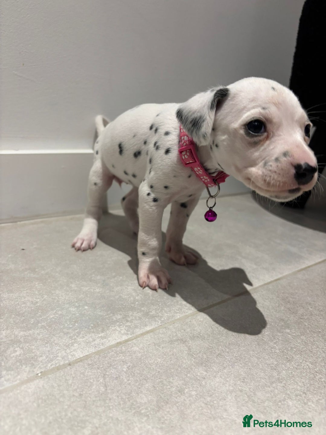 Dalmatian dogs for sale: Dalmatians for Sale (Last 2 Boys Left) - Advert 35