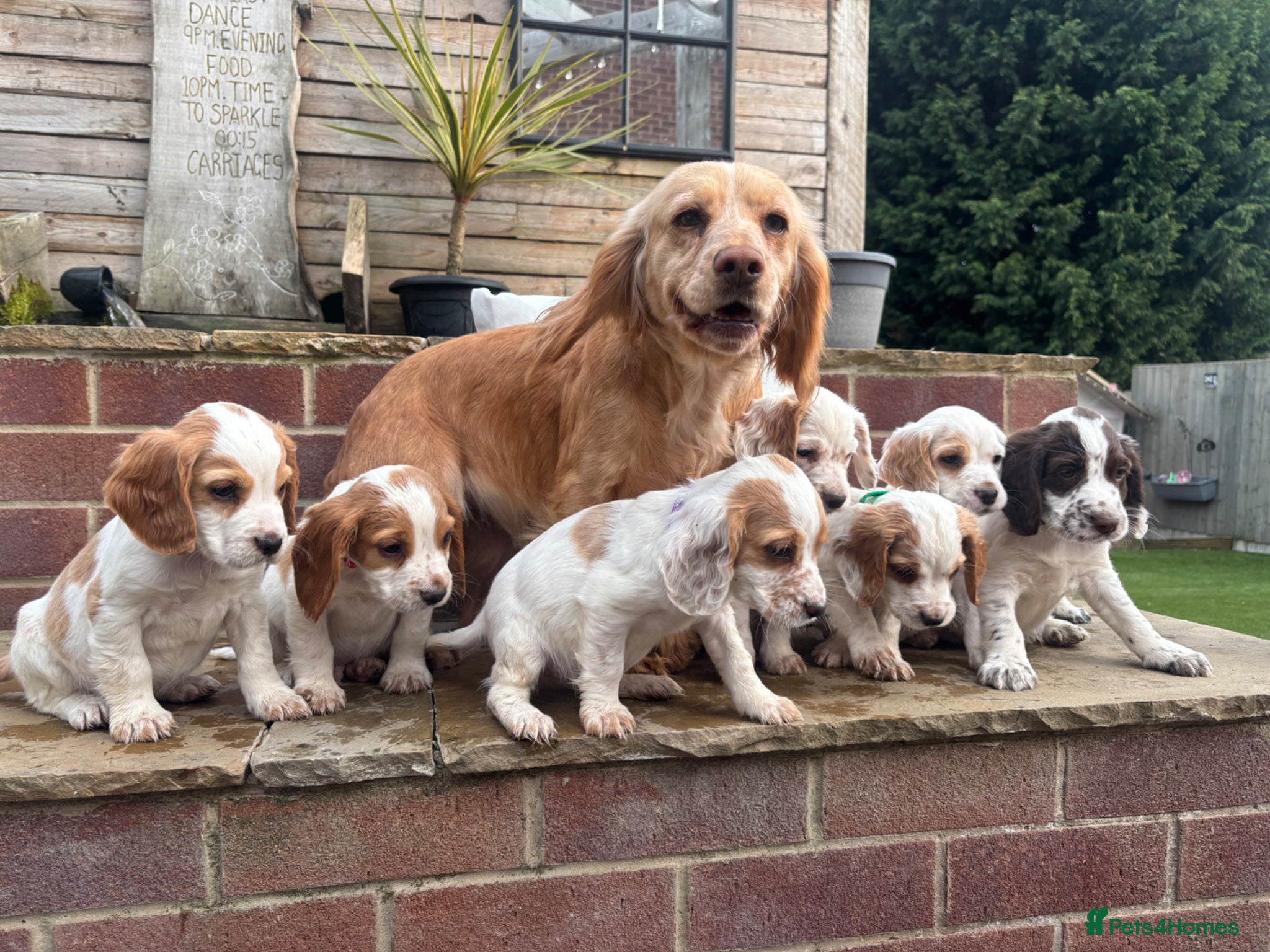 Cocker Spaniel dogs Cocker spaniels  - Advert 1