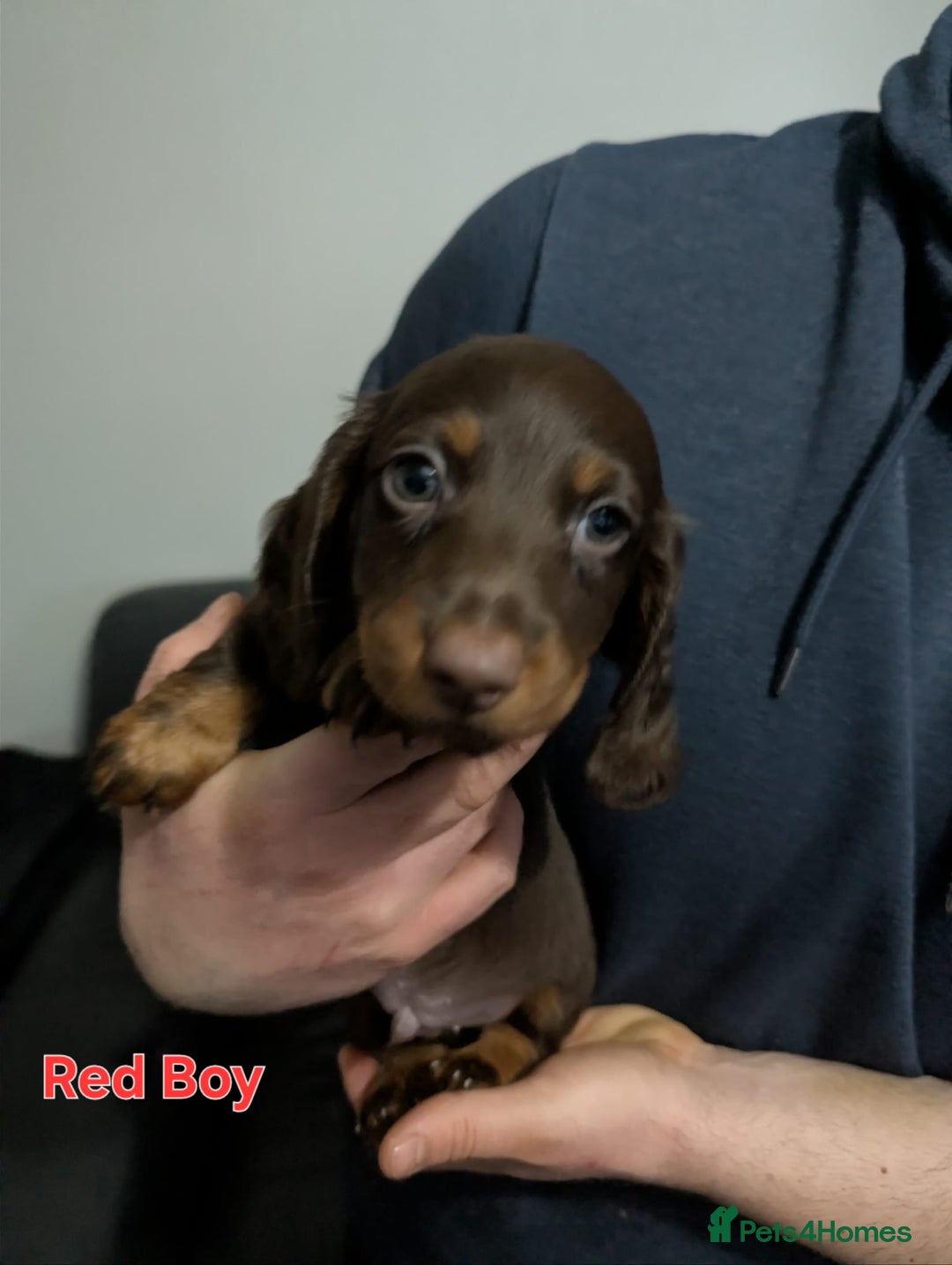 Miniature Dachshund dogs for sale: Kc reg miniture dachshund puppies for sale - Advert 8