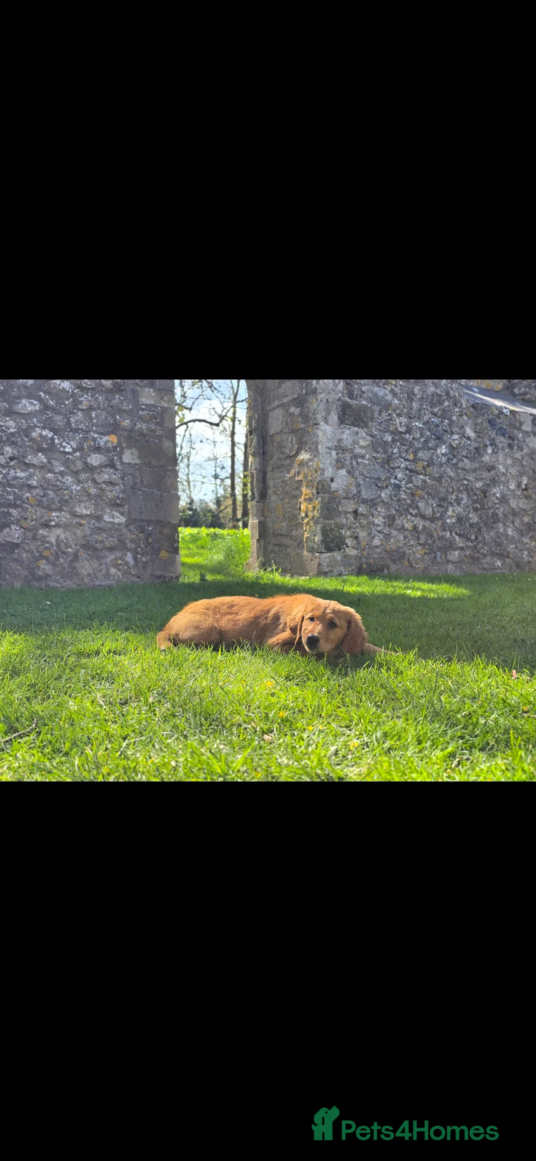 Golden Retriever dogs for sale: Golden retriever female - Advert 14