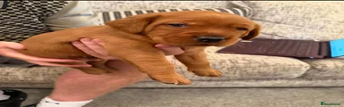 Labrador Retriever 2