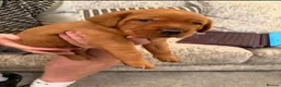 Labrador Retriever dogs for sale: Red Fox Labradors - Advert 20