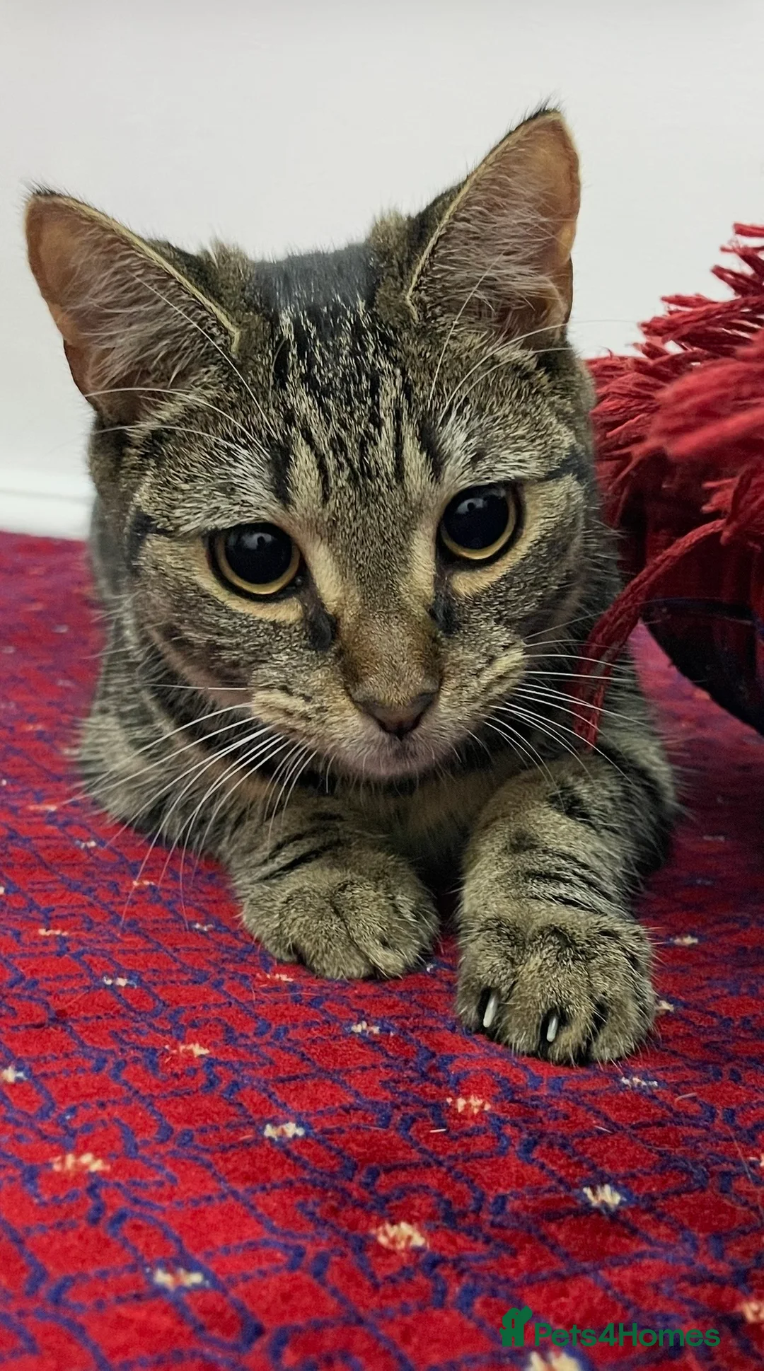 Bengal cats for sale: Cat for sale - Advert 3