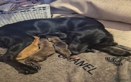 Cocker Spaniel dogs for sale: Cocker spaniels - Image 8