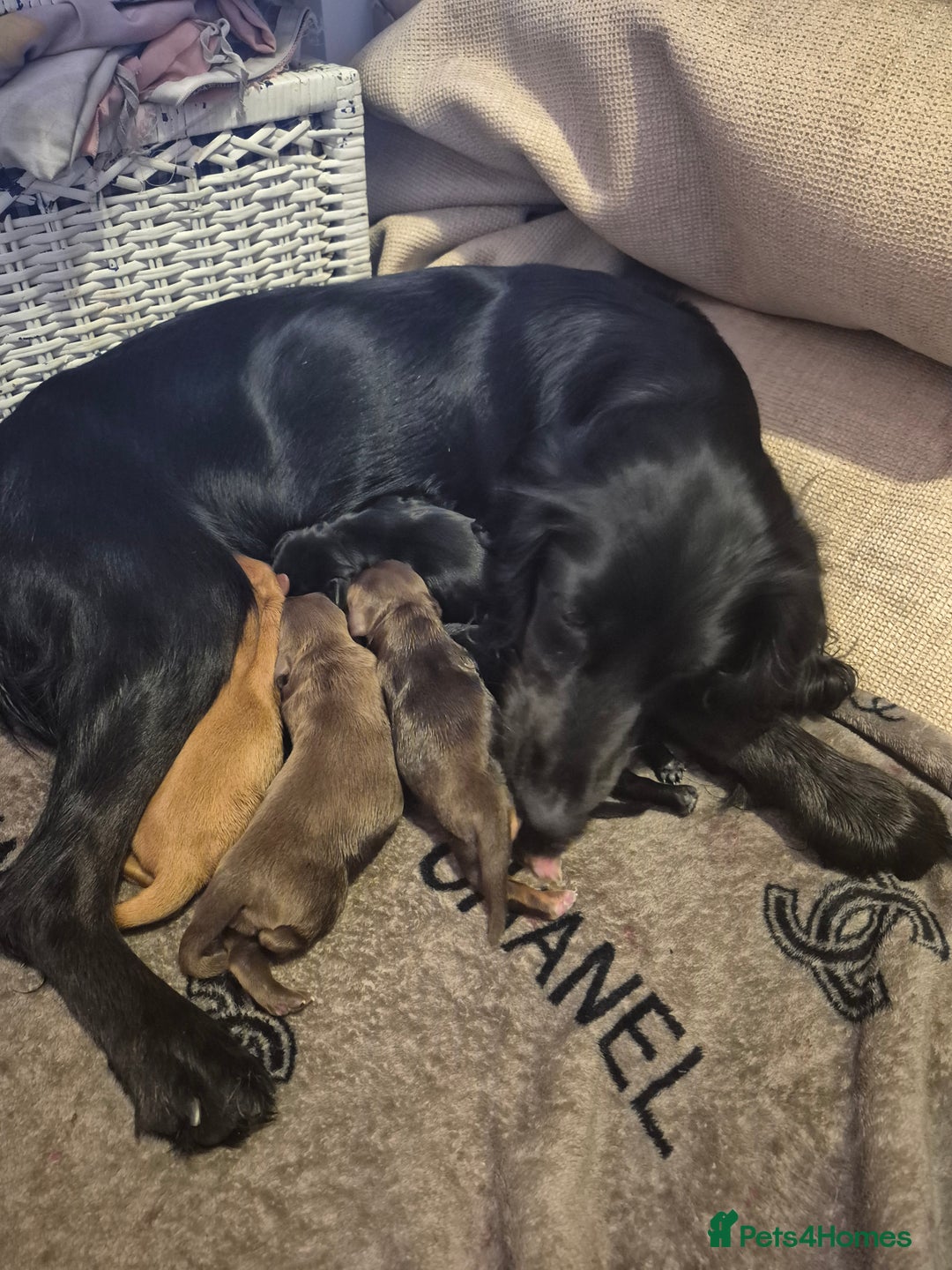 Cocker Spaniel dogs for sale: Cocker spaniels - Image 8