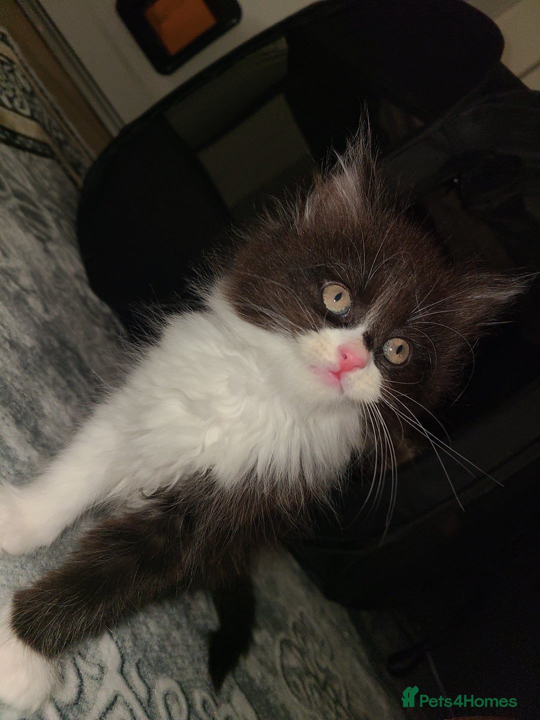 Mixed Breed cats for sale: 4 beautiful kittens  - Advert 10