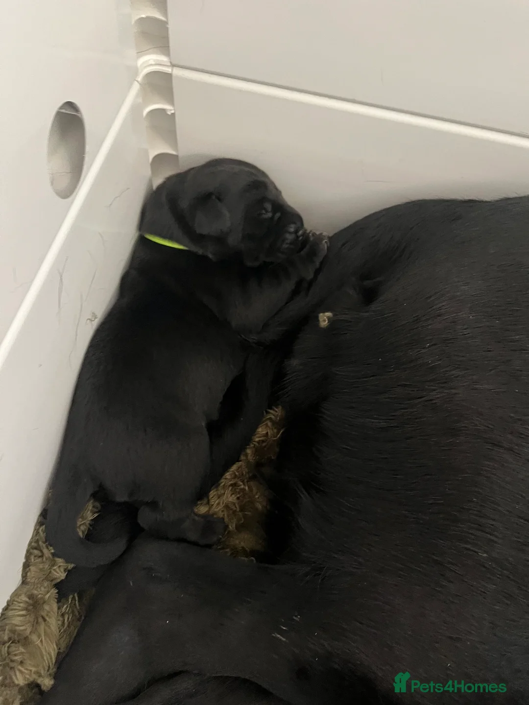 Labrador Retriever dogs for sale: Beautiful Labrador Retriever pups - Advert 10