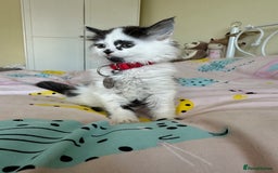 Mixed Breed cats for sale: Long hair male kitten  - Image 15