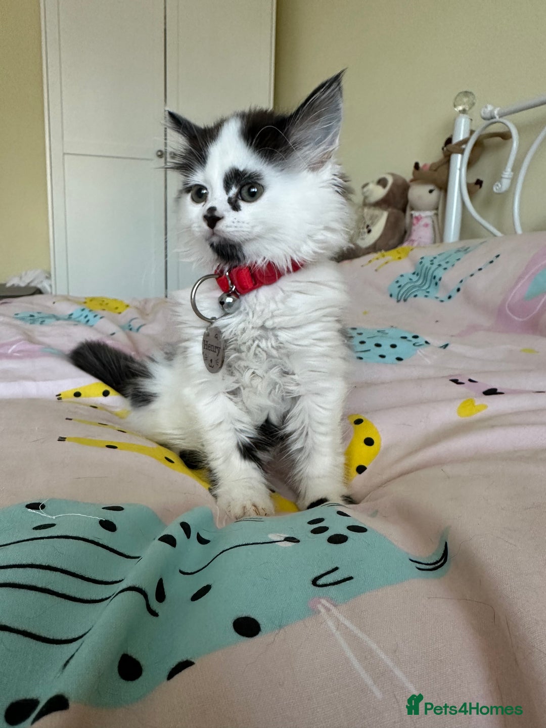 Mixed Breed cats for sale: Long hair male kitten  - Image 15