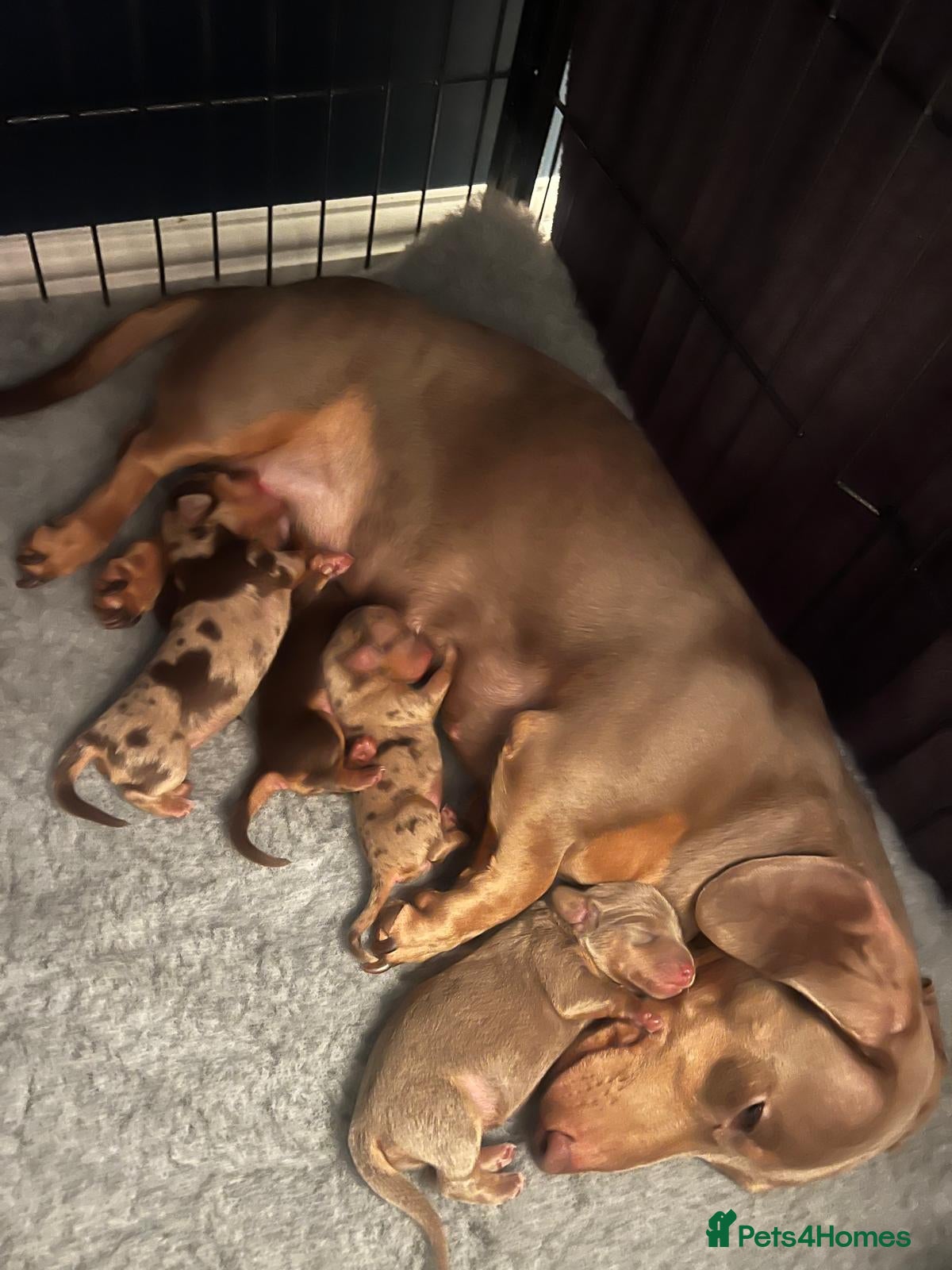 Miniature Dachshund dogs Stunning Miniature Daschunds  - Advert 3