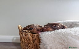 Miniature Dachshund dogs for sale: Beautiful Purebred Miniature Dachshund Puppies - Image 3