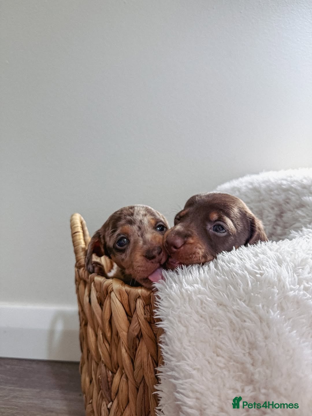 Miniature Dachshund dogs for sale: Beautiful Purebred Miniature Dachshund Puppies - Image 3