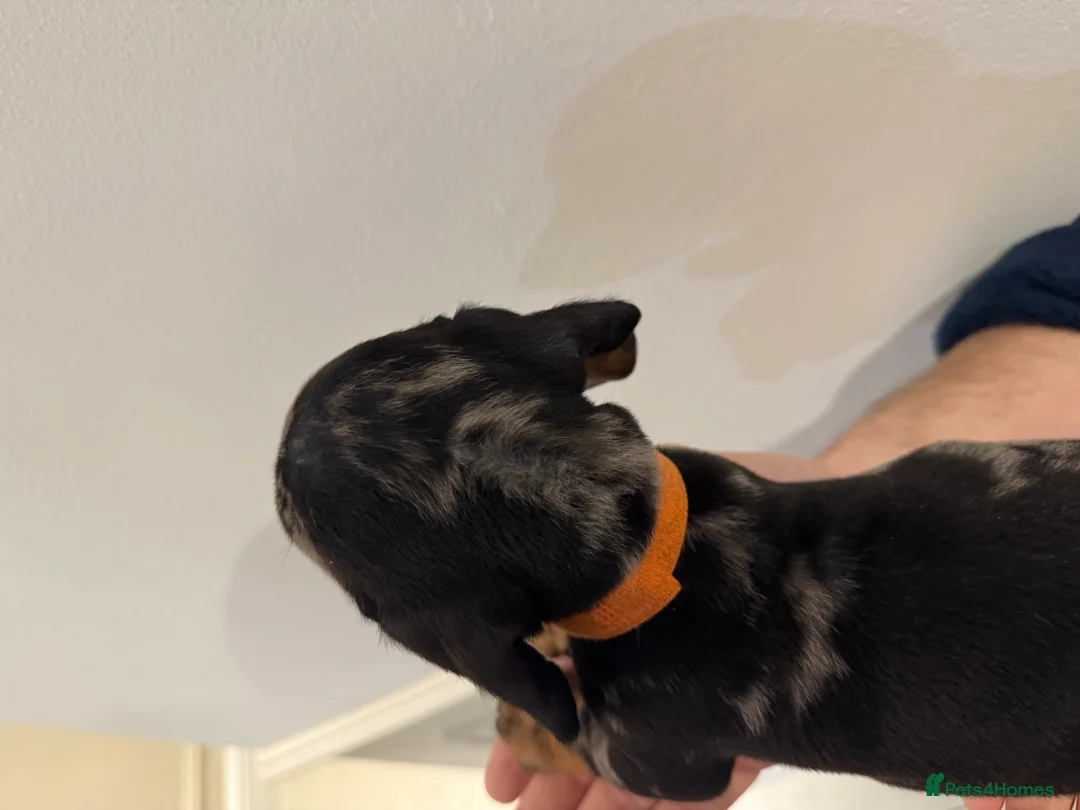 Miniature Dachshund dogs for sale: READY NOW KC Miniature Dachshunds  - Advert 5